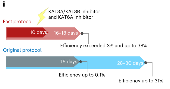 化学重编程技术新突破 邓宏魁团队升级快速诱导人多能干细胞体系