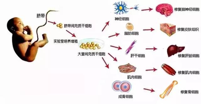 细胞治疗纪元开启！幸福抗衰老与瑞宝生医共探人体干细胞技术的无限未来